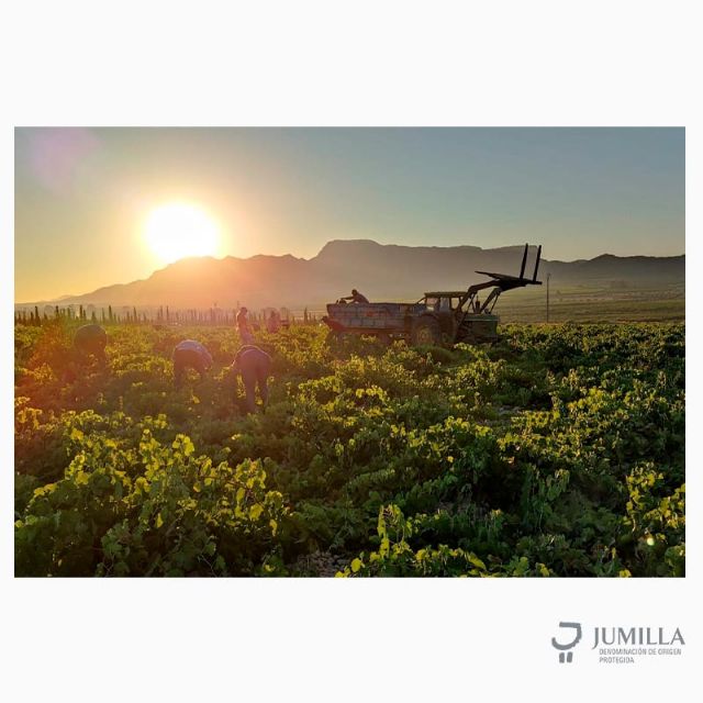 Iniciada la vendimia 2021 en la DOP Jumilla - 2, Foto 2