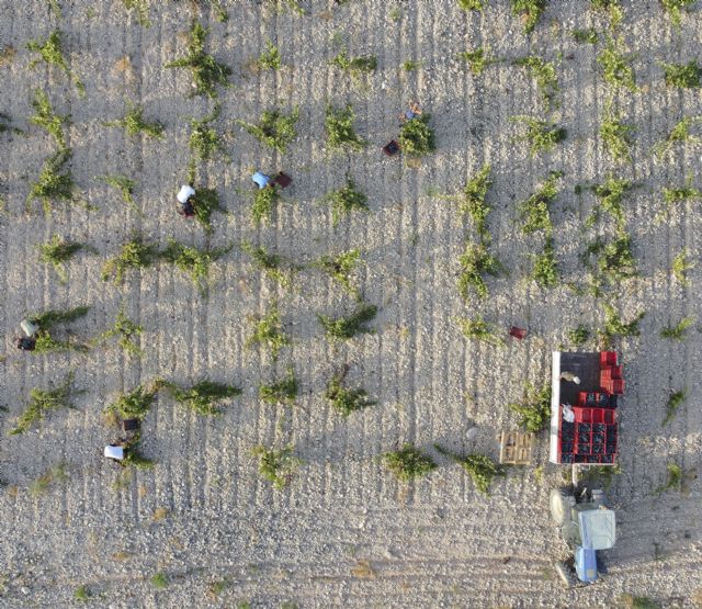 Iniciada la vendimia 2021 en la DOP Jumilla - 3, Foto 3