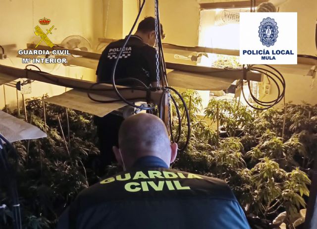 Desmantelan 13 plantaciones de marihuana en el casco antiguo de Mula - 1, Foto 1