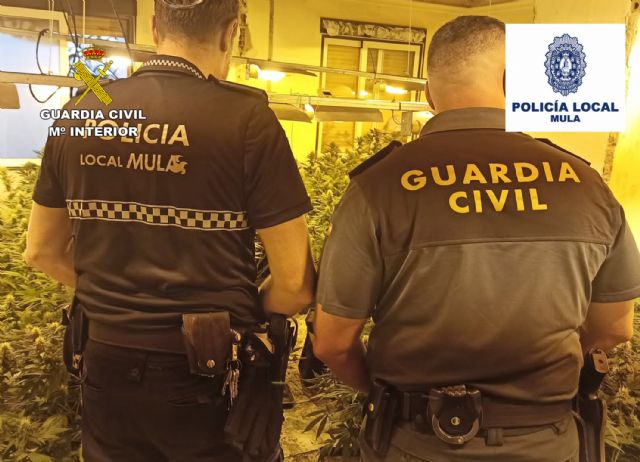 Desmantelan 13 plantaciones de marihuana en el casco antiguo de Mula - 2, Foto 2