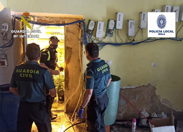 Desmantelan 13 plantaciones de marihuana en el casco antiguo de Mula - 3, Foto 3
