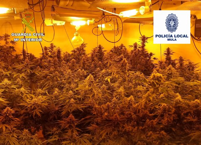 Desmantelan 13 plantaciones de marihuana en el casco antiguo de Mula - 5, Foto 5
