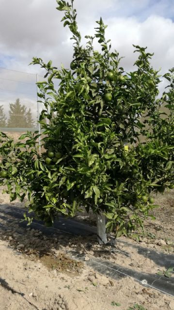 Agricultura realiza un ensayo sobre adaptación de variedades de cítricos de producción temprana en el Campo de Cartagena - 1, Foto 1