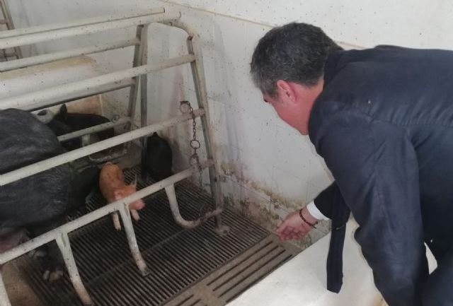 Agricultura impulsa la raza porcina autóctona Chato Murciano en el Cifea de Lorca - 1, Foto 1