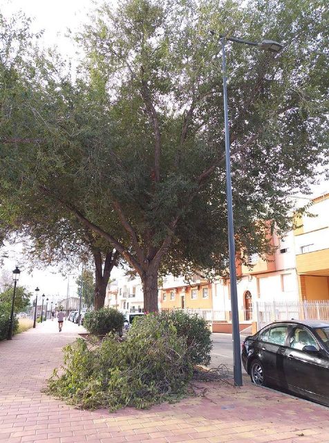 IU-Lorca alerta sobre la caída de ramas en varios puntos de Lorca - 2, Foto 2