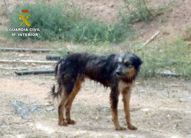La Guardia Civil relaciona a un matrimonio con un supuesto caso de maltrato animal en una granja de su propiedad - 1, Foto 1