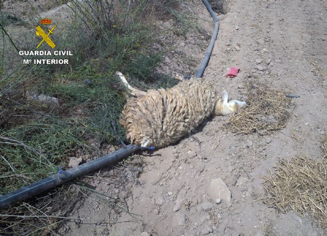 La Guardia Civil relaciona a un matrimonio con un supuesto caso de maltrato animal en una granja de su propiedad - 2, Foto 2