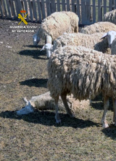 La Guardia Civil relaciona a un matrimonio con un supuesto caso de maltrato animal en una granja de su propiedad - 3, Foto 3