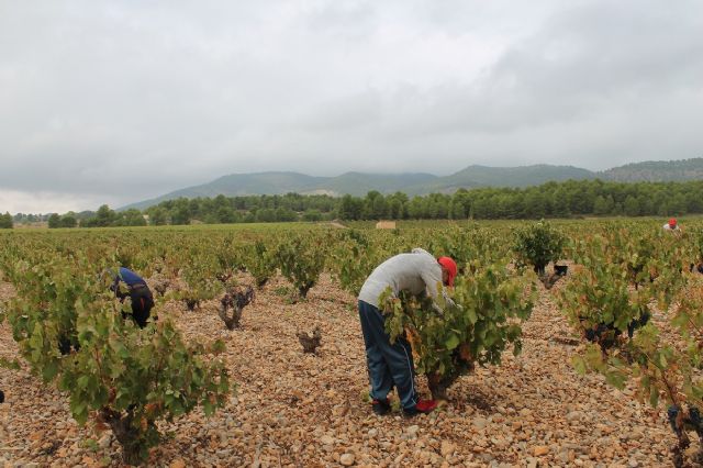 Visita para conocer los daños que las fuertes lluvias han causado en viñedos de la DOP Bullas - 1, Foto 1