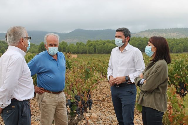Visita para conocer los daños que las fuertes lluvias han causado en viñedos de la DOP Bullas - 2, Foto 2