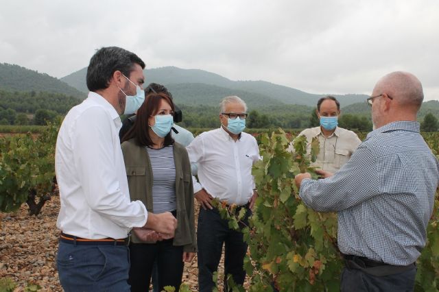 Visita para conocer los daños que las fuertes lluvias han causado en viñedos de la DOP Bullas - 3, Foto 3