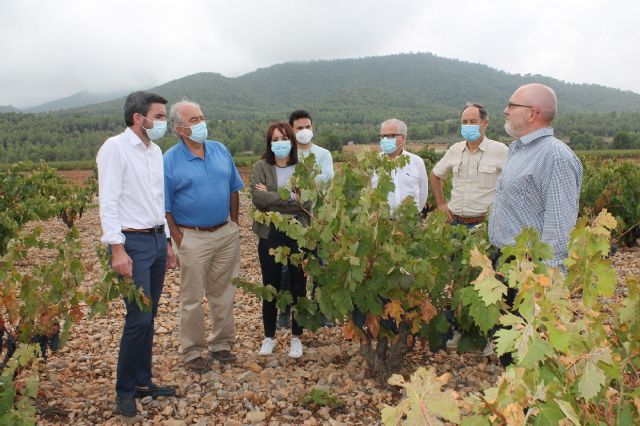 Visita para conocer los daños que las fuertes lluvias han causado en viñedos de la DOP Bullas - 4, Foto 4
