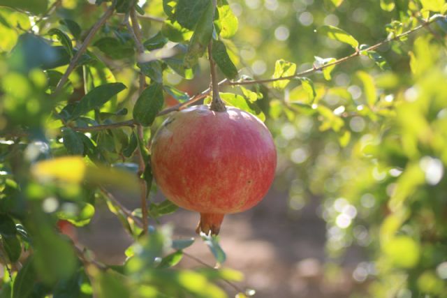 Cinco planes imprescindibles para dar la bienvenida al oto&ntilde;o en la Vega Baja del Segura - 3, Foto 3