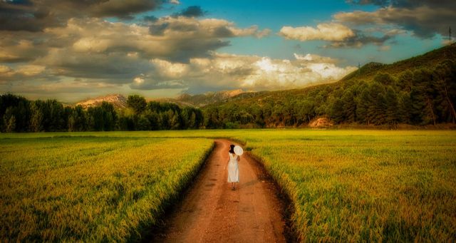 Los paisajes del arroz dan la bienvenida al otoño en Calasparra - 1, Foto 1
