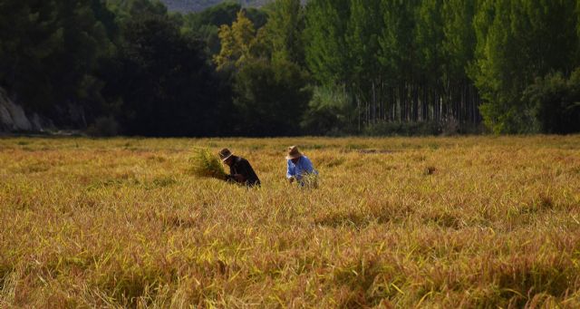 Los paisajes del arroz dan la bienvenida al otoño en Calasparra - 5, Foto 5