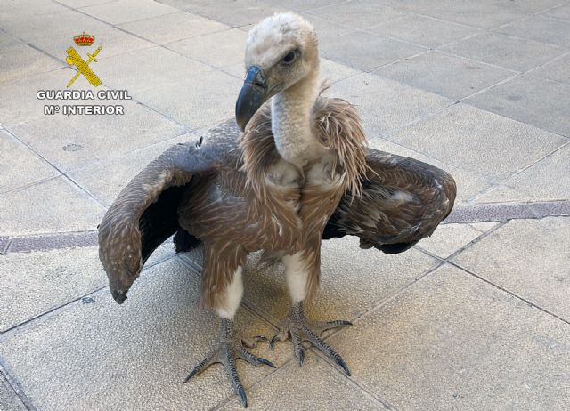 La Guardia Civil rescata a un buitre leonado en Casas Nuevas, Mula - 2, Foto 2