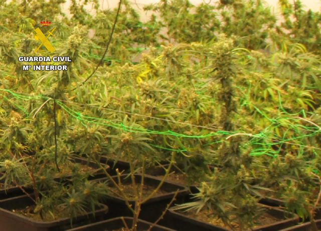Desmantelan en San Javier un grupo delictivo que cultivaba gran cantidad de marihuana - 2, Foto 2