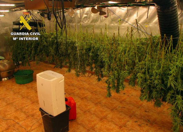 Desmantelan en San Javier un grupo delictivo que cultivaba gran cantidad de marihuana - 3, Foto 3