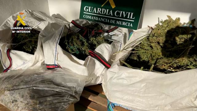 Desmantelan en San Javier un grupo delictivo que cultivaba gran cantidad de marihuana - 4, Foto 4