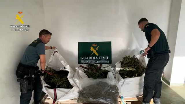 Desmantelan en San Javier un grupo delictivo que cultivaba gran cantidad de marihuana - 5, Foto 5