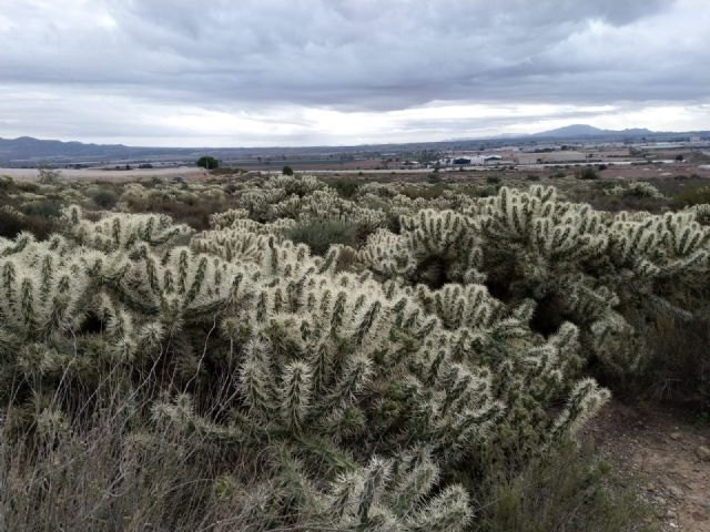 Ganar Totana-IU: Seis años sin respuesta de Medio Ambiente ante la expansión de un cactus invasor en la Aceña del Hierro, Foto 2