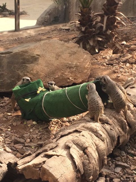Terra Natura Murcia amplía su programa de enriquecimiento ambiental con nuevas técnicas de estimulación para los animales - 1, Foto 1