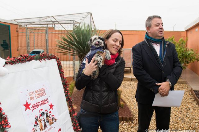 El Ayuntamiento colaborara con las protectoras para la adopcion de perros y gatos - 1, Foto 1