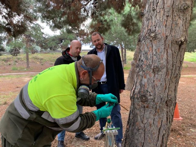 El Ayuntamiento protege sus más de 2.500 de pinos de la conocida oruga de la ´procesionaria´ - 1, Foto 1