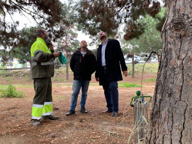 El Ayuntamiento protege sus más de 2.500 de pinos de la conocida oruga de la ´procesionaria´ - 2, Foto 2
