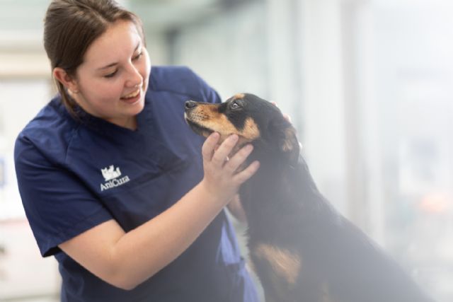 AniCura presenta los resultados de su 7ª encuesta sobre el uso de antibióticos: seguiremos trabajando para reducir su prescripción al 5% en 2030 - 1, Foto 1