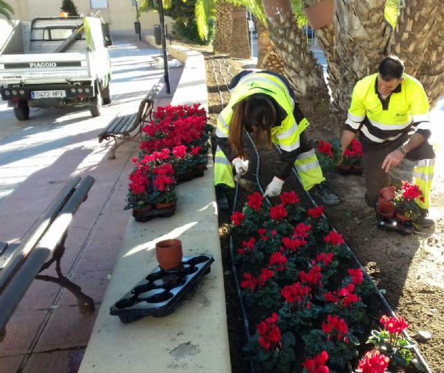 60.000 flores llenarán las calles de Murcia con motivo de la campaña de invierno - 1, Foto 1