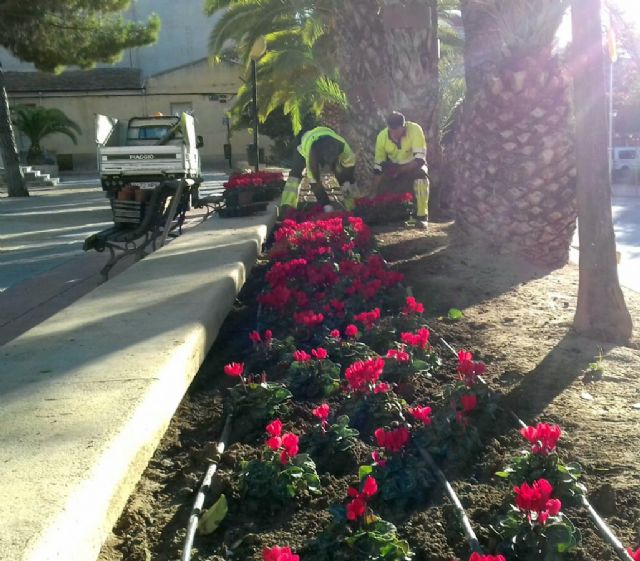 60.000 flores llenarán las calles de Murcia con motivo de la campaña de invierno - 2, Foto 2