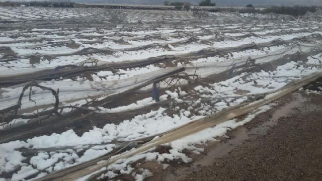La Alcaldía eleva una moción solidarizándose con los agricultores afectados por el temporal de frío polar, Foto 5