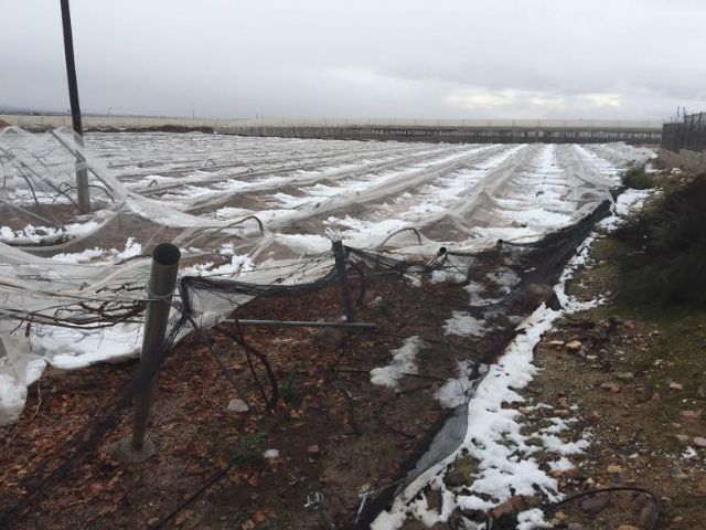 La Alcaldía eleva una moción solidarizándose con los agricultores afectados por el temporal de frío polar, Foto 6