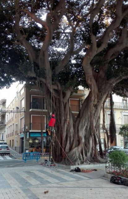 El Ayuntamiento está revisando seis ejemplares de ficus para garantizar su perfecto estado de salud - 1, Foto 1