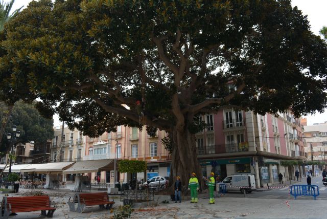 El Ayuntamiento está revisando seis ejemplares de ficus para garantizar su perfecto estado de salud - 2, Foto 2