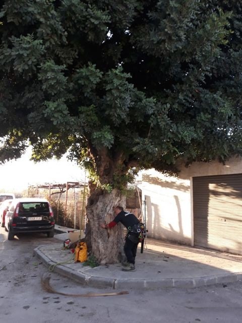 El Ayuntamiento de Molina de Segura comienza los trabajos de conservación y mejora de árboles de interés local, singulares y monumentales del municipio - 2, Foto 2
