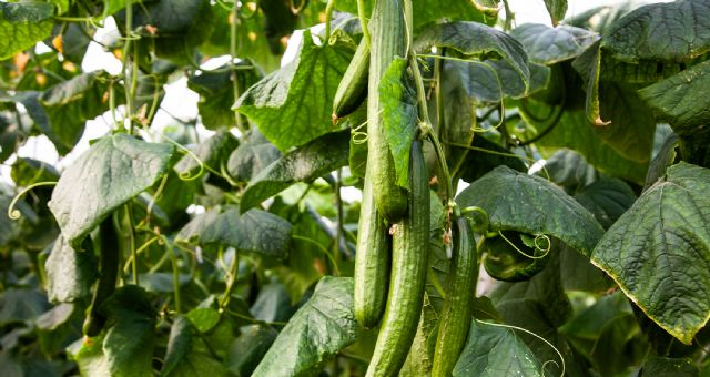 Las 5 plagas que más han dañado a los cultivos de Murcia en 2020 - 2, Foto 2