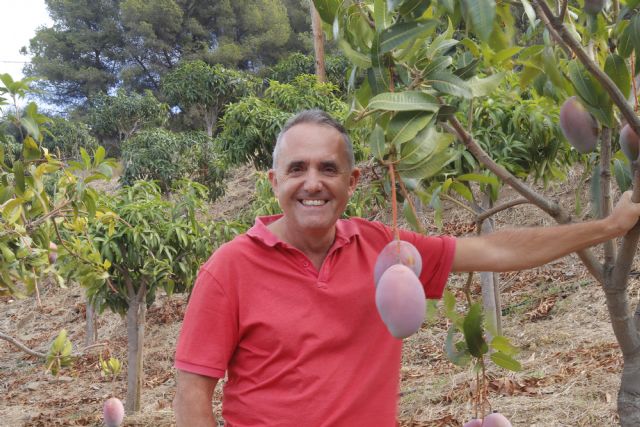 El mango orgánico: Una realidad que crecerá paulatinamente por la gran demanda de los consumidores - 1, Foto 1