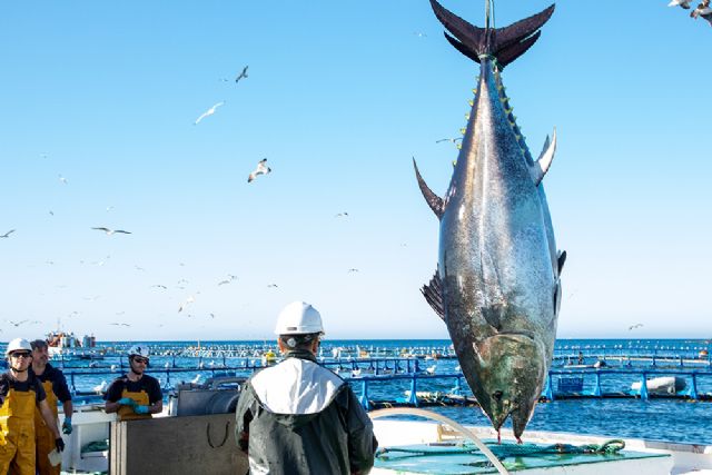 Investigadores de la Región identifican los efectos positivos del selenio del atún rojo de acuicultura para contrarrestar el mercurio - 1, Foto 1