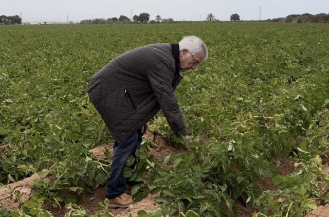 MC pedirá el apoyo del Pleno para proteger la agricultura del Campo de Cartagena - 1, Foto 1
