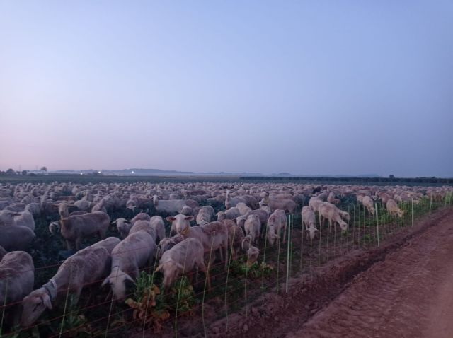 MC pedirá el apoyo del Pleno para proteger la agricultura del Campo de Cartagena - 2, Foto 2