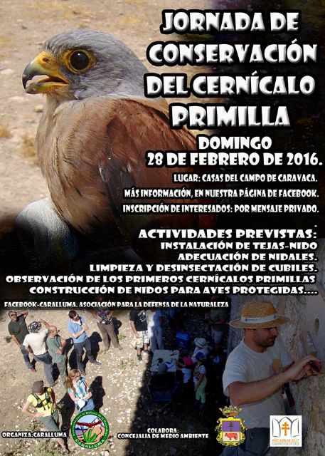 El domingo se celebra en Caravaca una Jornada para la conservación del Cernícalo Primilla - 1, Foto 1
