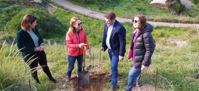 Agrónomos de la UPCT multiplican por 200 la población de jara de Cartagena - 1, Foto 1