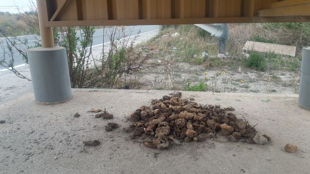 Los vecinos del Camino de Cartagena exigen de nuevo el desbroce y limpieza de los arcenes peatonales, que acumulan 20 meses plagados de basura y matorrales - 4, Foto 4