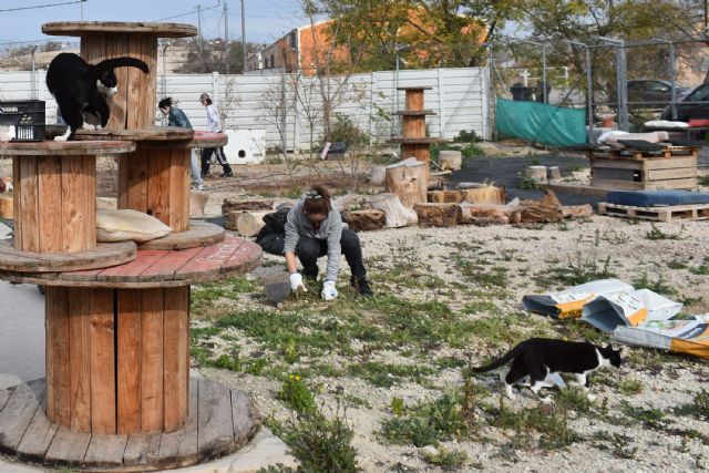 Voluntarios colaboran en la mejora y cuidado de la gatera municipal - 3, Foto 3