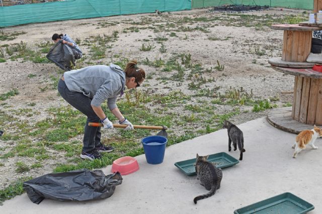 Voluntarios colaboran en la mejora y cuidado de la gatera municipal - 4, Foto 4