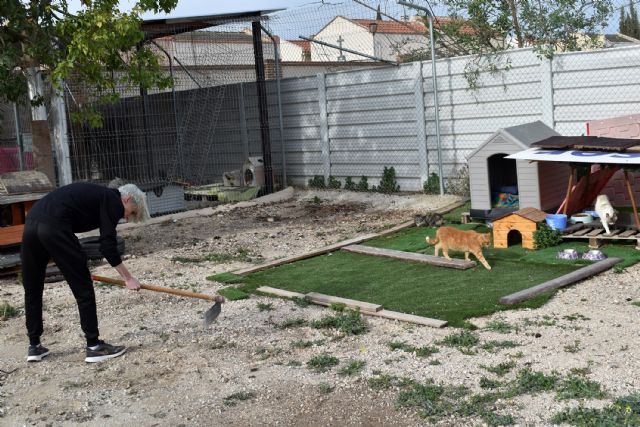 Voluntarios colaboran en la mejora y cuidado de la gatera municipal - 5, Foto 5