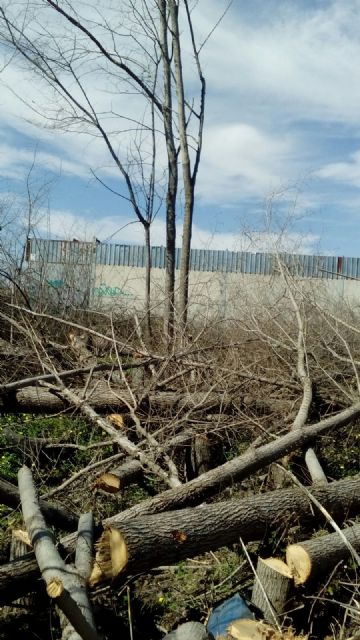 Huermur denuncia la tala de una olmeda en la Puebla de Soto - 3, Foto 3