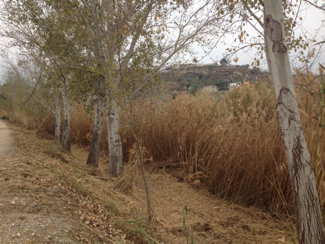 Mantenimiento y restauración del río Segura Tramo Ojós-La Contraparada - 1, Foto 1